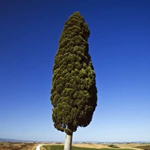 Cypress -Cupressus- in typical Tuscan landscape, near Ville de Corsano, Tuscany, Italy, Europe