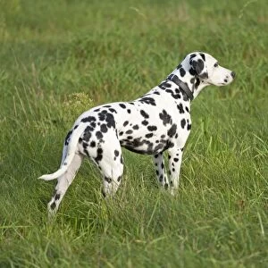 Dalmatian standing in a meadow