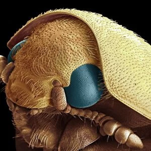 Dermestid beetle, SEM