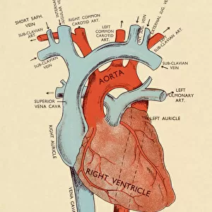 Science Inspired Art Collection: The Human Heart