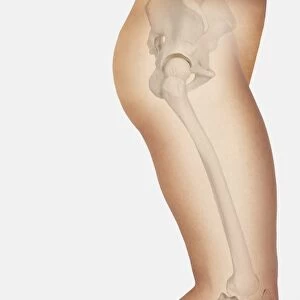 Diagram showing bones inside human leg, leaping forward