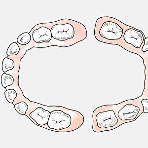 Diagram of upper and lower teeth of a baby