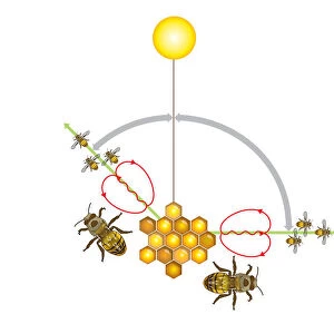 Digital illustration of Honeybee waggle dance where angle from sun indicates direction, and duration of waggle part of dance signifies distance