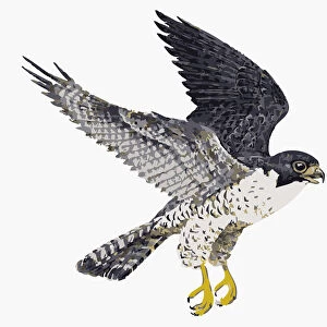 Digital illustration of Peregrine Falcon (Falco peregrinus) in flight