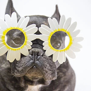 Dog with flower-shaped glasses