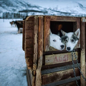 Dog Sledding in Norway