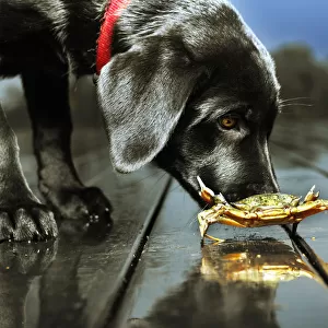 Dog sniffing crab