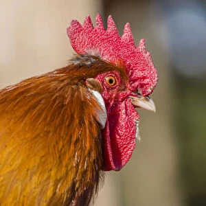 Domestic fowl, rooster, Tyrol, Austria