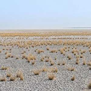 Dry tufts of grass at the edge of the Etosha Pan, salt pan, Etosha National Park, Namibia