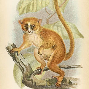 The Magical World of Illustration Photographic Print Collection: Primates by Henry O. Forbes - London 1894