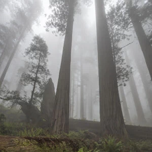 Early morning mist in redwood forest, Redwood National Park, California, USA