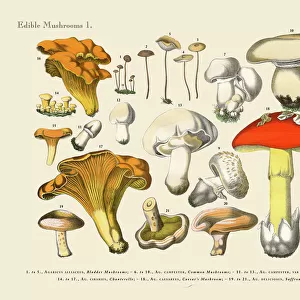Botanical Illustrations Collection: Edible Mushrooms, Victorian Botanical Illustration