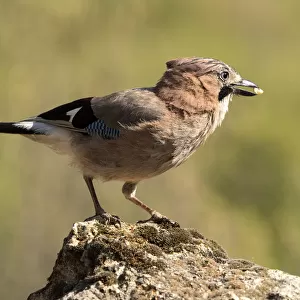 Eurasian Jay (Garrulus glandarius), perched on a rock. Spain
