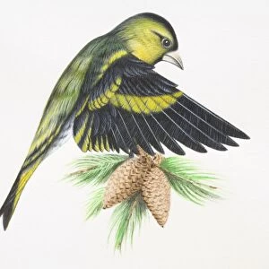 Eurasian Siskin, Carduelis spinus, landing on tree branch, flapping down its wings and opening up feathers to reduce speed, side view