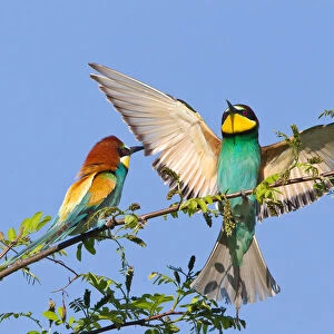 Two European Bee-eaters -Merops apiaster- on a branch, Saxony-Anhalt, Germany