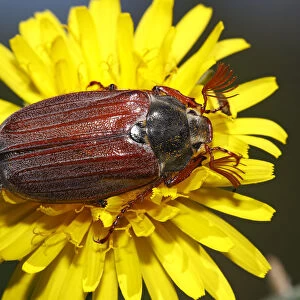 European cockchafer beetle or May beetle -Melolontha melolontha-, with wings unfolded, on a dandelion flower -Taraxacum officinale-