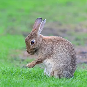 European rabbit (Oryctolagus cuniculus) cleaning itself, sitting in a meadow, Fehmarn Island, Schleswig-Holstein, Germany