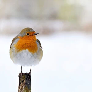 European Robin, Erithacus rubecula or Robin Red breast perched on a fence pole in