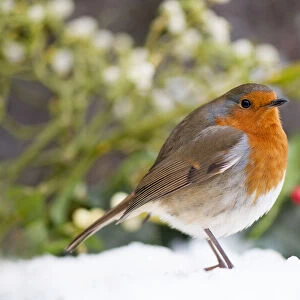 European Robin in the snow