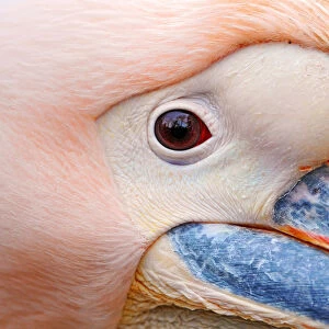 Extreme closeup of a pelican