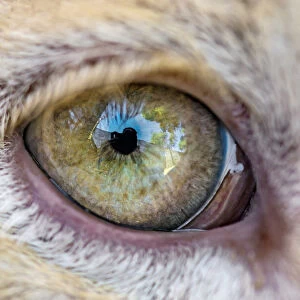 The eye of a white lion cub
