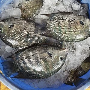 Fish on ice, Fish Market, Kochi, Fort Cochin, Kerala, South India, South Asia