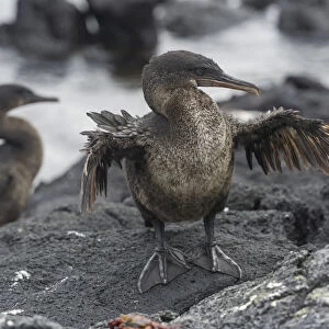 Flightless Cormorant or Galapagos Cormorant -Phalacrocorax harrisi-, Narborough Island, Galapagos Islands