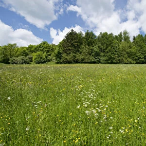 Flowering meadow, Thuringia, Germany