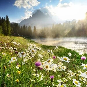 Flowers near Lago di Antorno, Dolomites