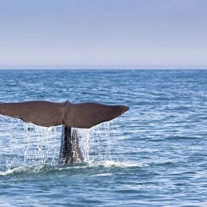 Fluke of a Sperm Whale -Physeter macrocephalus- while diving, Kaikoura, Canterbury Region, New Zealand