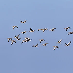 Flying greylag geese -Anser anser-, bird migration, fall migration, Western Pomerania Lagoon Area National Park, Mecklenburg-Western Pomerania, Germany