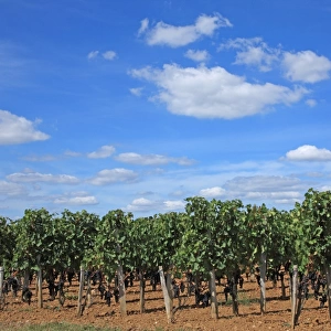 France, Bordeaux vineyard