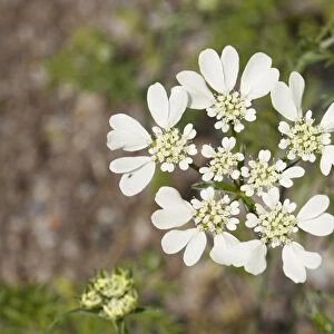 French Cow Parsley -Orlaya grandiflora-, flowering, native to the Mediterranean, Thuringia, Germany