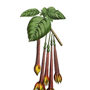 Fuchsia Plants, Victorian Botanical Illustration