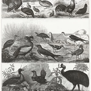 Gamebirds Engraving 1851