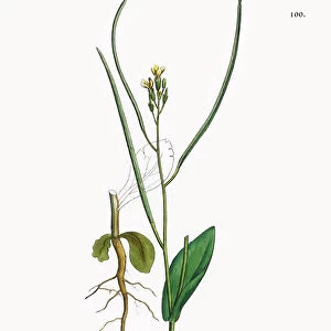 Garlic Hedge Mustard, Sisymbrium Alliaria, Victorian Botanical Illustration, 1863
