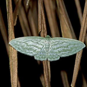 Geometer moth -Geometridae-, Tandayapa region, Andean cloud forest, Ecuador, South America