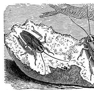 The German cockroach (Blattella germanica)