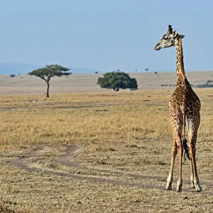 Giraffe -Giraffa camelopardalis-, with injury, Msai Mara National Reserve, Kenya