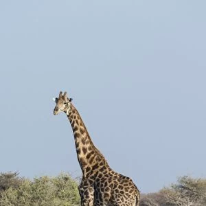 Giraffe -Giraffa camelopardis-, near the waterhole of Chudop, Etosha National Park, Namibia