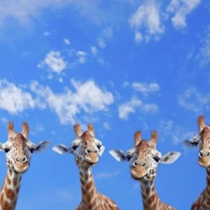 Giraffe Line Up