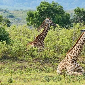 Giraffes -Giraffa camelopardalis-, lying down in scrubland, Arusha Region, Tanzania