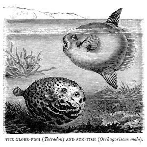 Nature & Wildlife Framed Print Collection: Pufferfish (Tetraodontidae)