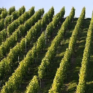 Grape vines, vineyard, Pragsattel, Stuttgart, Baden-Wuerttemberg, Germany, Europe