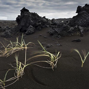 Grasses blown by the wind, black sand, piled up lava, Reykjanesskagi, Southern Peninsula or Reykjanes, Iceland