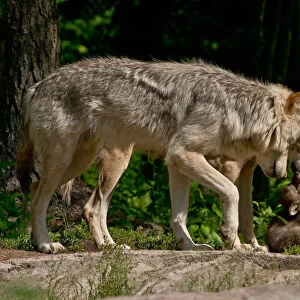 Gray wolves and pup