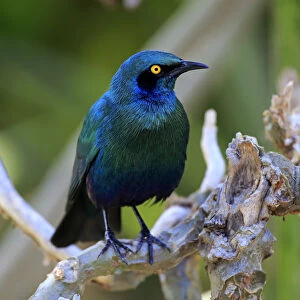 Greater blue-eared starling -Lamprotornis chalybaeus-, adult on tree, Kruger National Park, South Africa