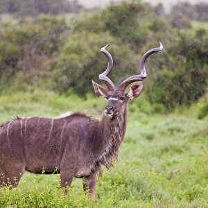 Greater Kudu -Tragelaphus strepsiceros- at Addo Elephant Park, South Africa