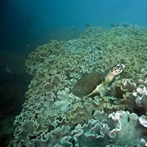 Green Sea Turtle -Chelonia mydas-, Gulf of Oman, Oman