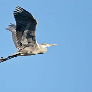 Grey Heron -Ardea cinerea-, in flight, North Hesse, Hesse, Germany
